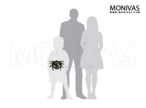 Mini Spider Halloween Foil Balloon